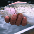 Kamloops trout 2