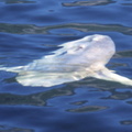 Ocean sunfish 1