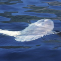 Ocean sunfish 2