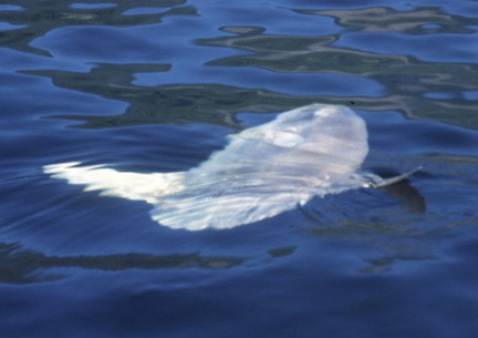 Ocean sunfish 2