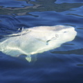 Ocean sunfish 4