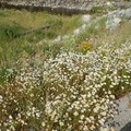 Road side daisies