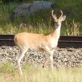 Young Whitetail buck