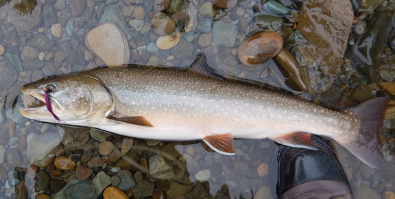 Bull trout on streamer