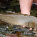 Female Bull trout 1