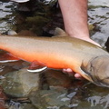 Male Bull in spawning colours 2