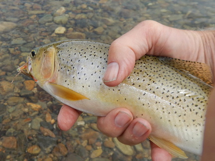 Typical Westslope cutthroat