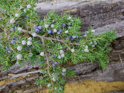 Juniper berries