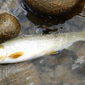 Small cutthroat on dry