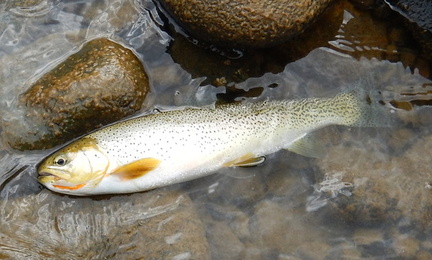 Small cutthroat on dry