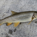 Squawfish 1