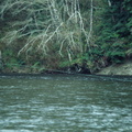 Bruce on Salmon River 1