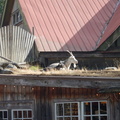 Goats on roof 2