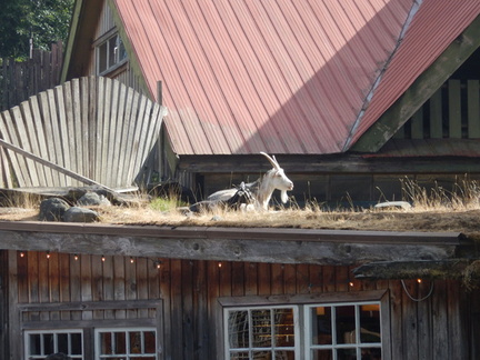 Goats on roof 2