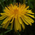 Dandelion flower 1