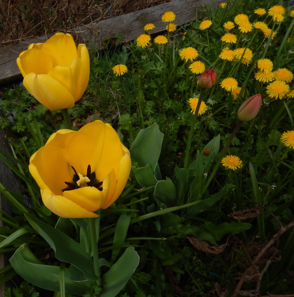 Tulip_1.jpg