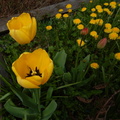 Tulip 1