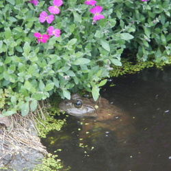 Frog pond
