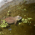 Garden frog 3