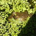Little Green frog 1