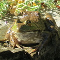 Pond frog 003