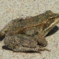 frog_1.jpg