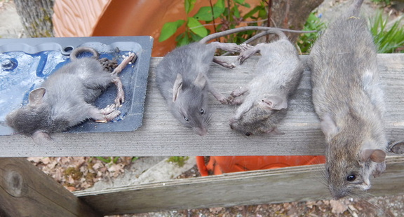 DEAD RATS