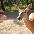 Friendly deer