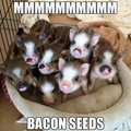 Bacon seeds