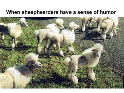 Funny sheep