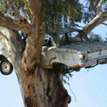 Falcon in tree