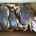 Big crabs