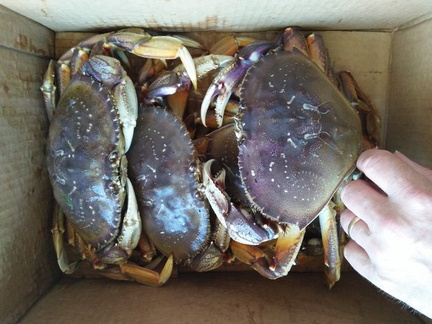 Big crabs