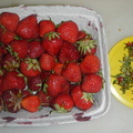 Strawberries 001