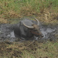 Mud buffalo Em