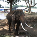 Bull elephant 1
