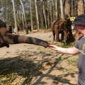 Matt with elephants 5