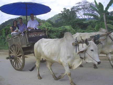 Ox cart