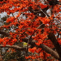 Sirikut tree blossoms 1