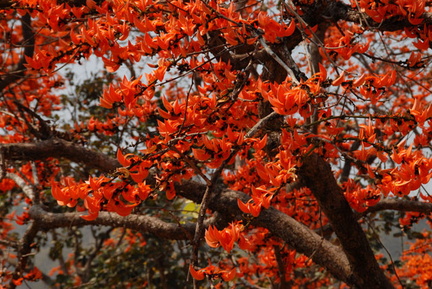 Sirikut tree blossoms 1