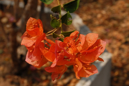 Sirikut tree blossoms 2
