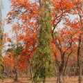 Sirikut tree blossoms 3