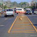 Dog in street.