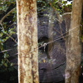 Spider_web.jpg