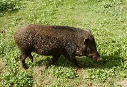 Pig 1