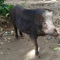 Pig  2
