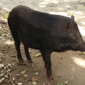 Pig  3