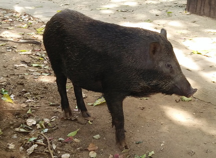 Pig  3