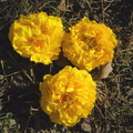yellow flowers 1