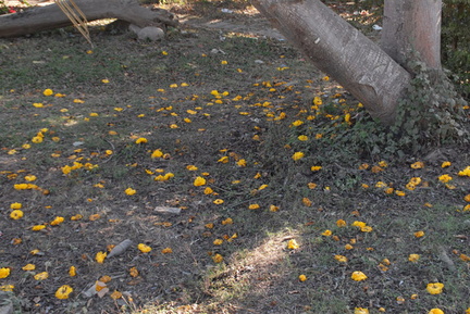 yellow flowers 2